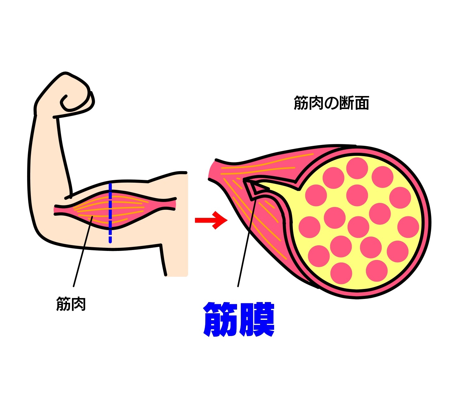  筋膜
